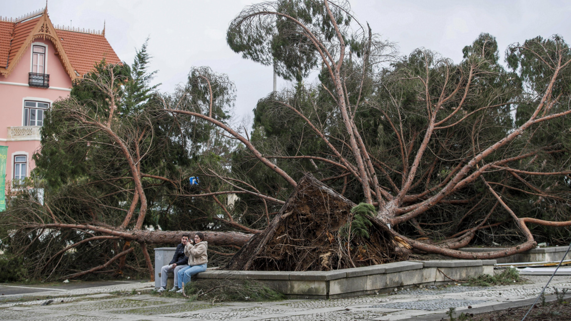 Повалени от бурята "Кристин" в Лейрия, 28 януари 2026 г.