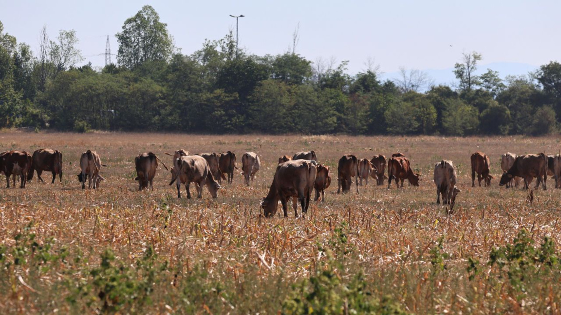 Bulgaristan’daki hayvancılık işletmeleri...