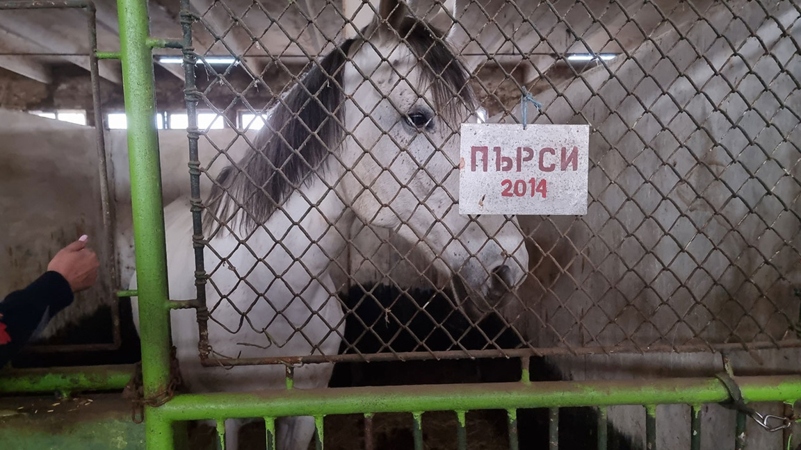 Продажба на полицейски коне предизвика силен обществен отпор