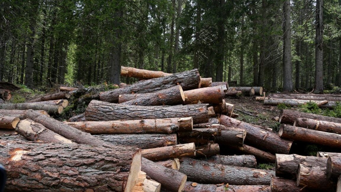 Добромир Добринов: Нивата на незаконния дърводобив са изключително високи