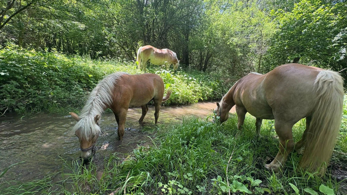 Три кончета за хипотерапия си търсят нов...