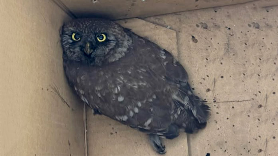 Спасиха бедстваща кукумявка в района на ...