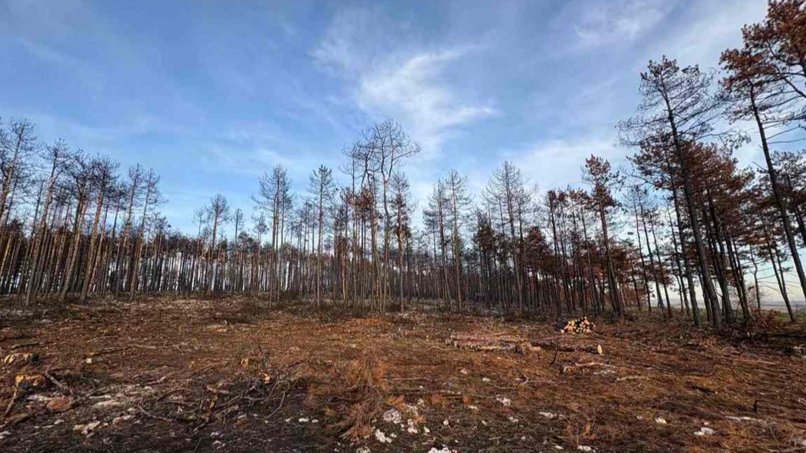 Част от опожарената гора, за която се предвижда санитарна сеч