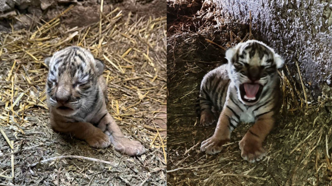 Cute arrival: Bengal tiger cub born at S...
