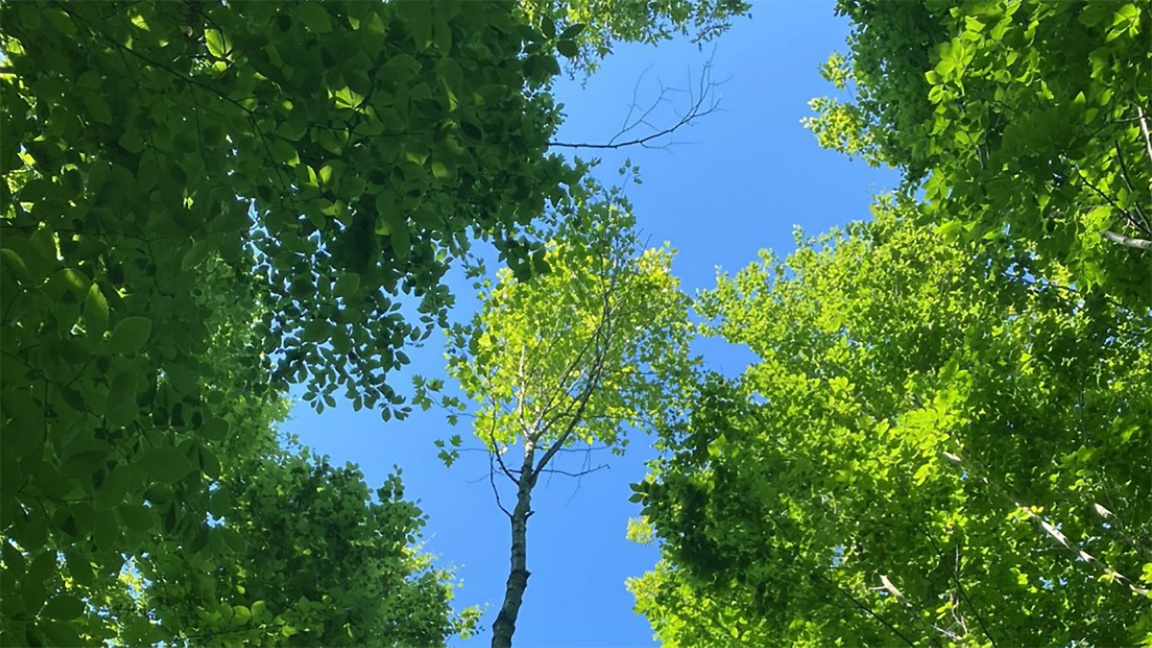 „Es hat sich der Wald entfaltet“ – ein M...