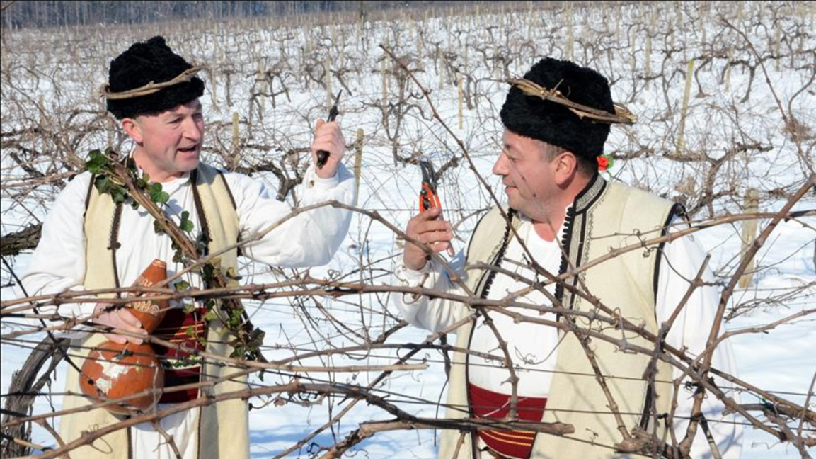 Ancient vine-growing customs and beliefs intertwine on the day of Saint Trifon