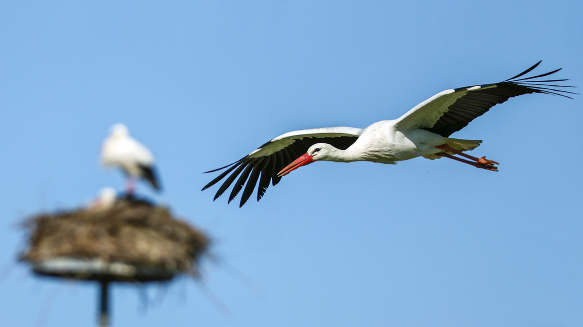 Народные поверия и легенды об аистах и л...