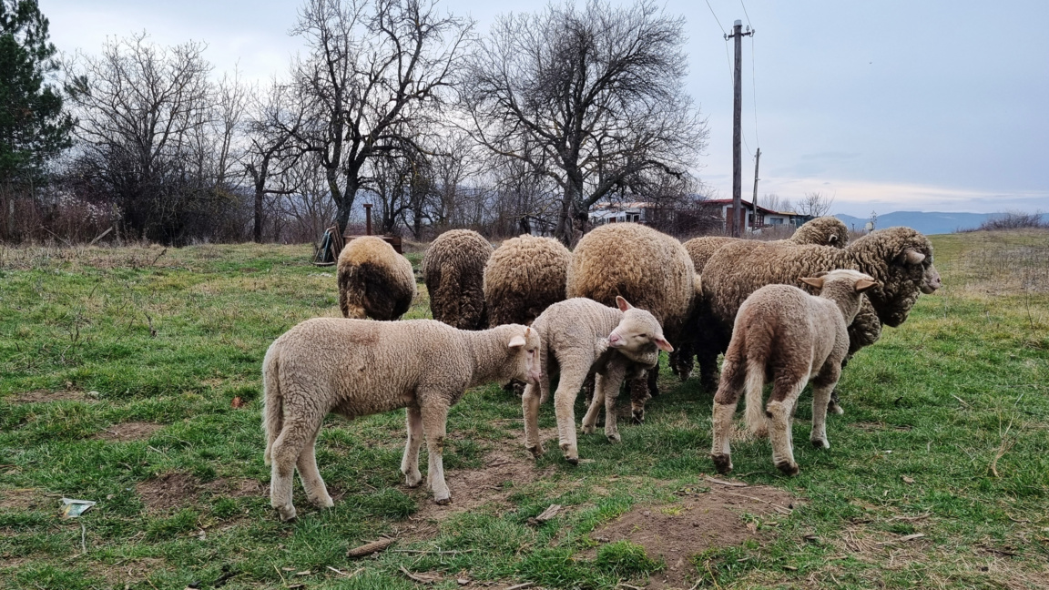 БАБХ откри шарка по овцете и козите в Ръжево Конаре