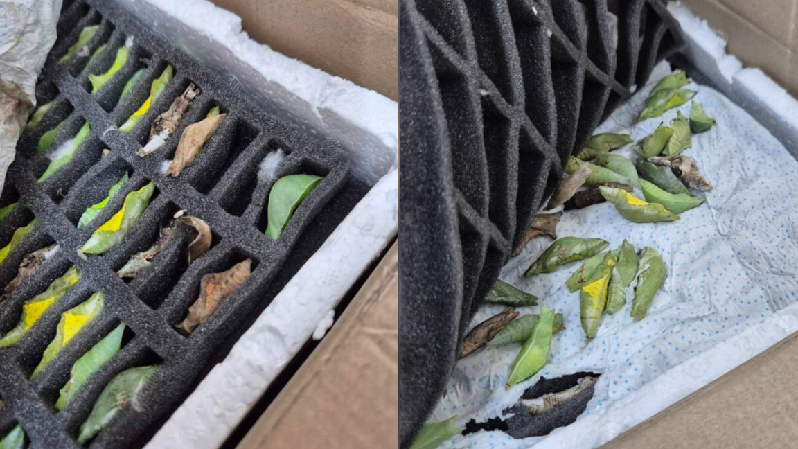 Border authorities prevent smuggling of ...