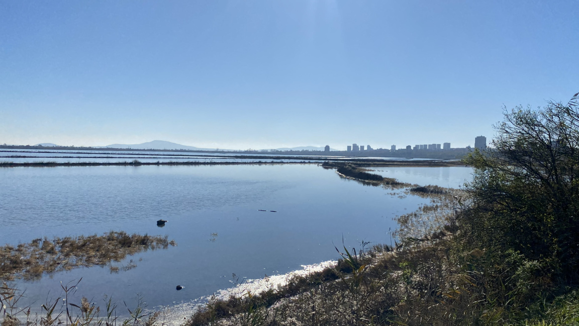 С наблюдение на птици отбелязват Атанасо...