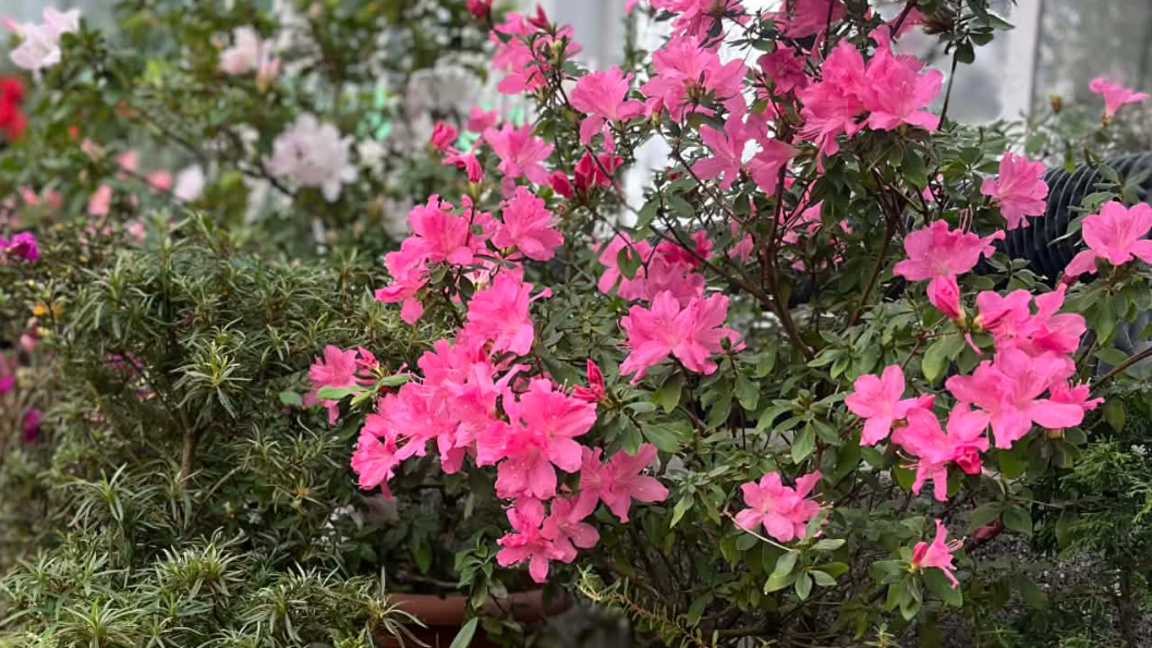 Тропическата оранжерия на Ботаническата градина на БАН кани гости през зимата