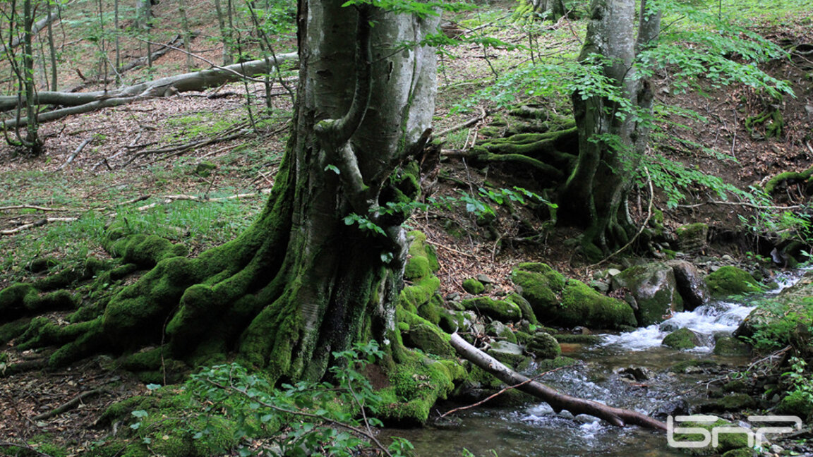 Приет е Регламентът за възстановяване на природата – защо е важен
