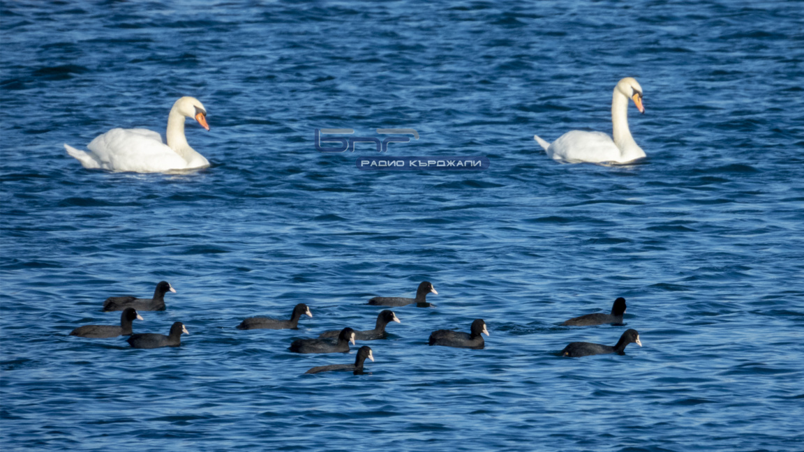 Източните Родопи са сред ключовите райони за среднозимното преброяване на птици