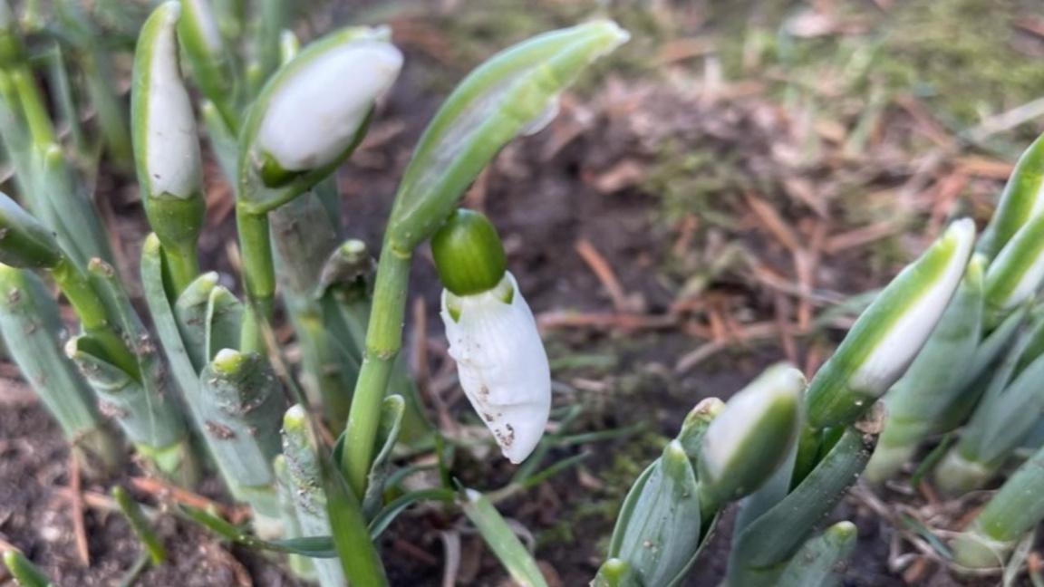 В Смолян цъфнаха кокичета