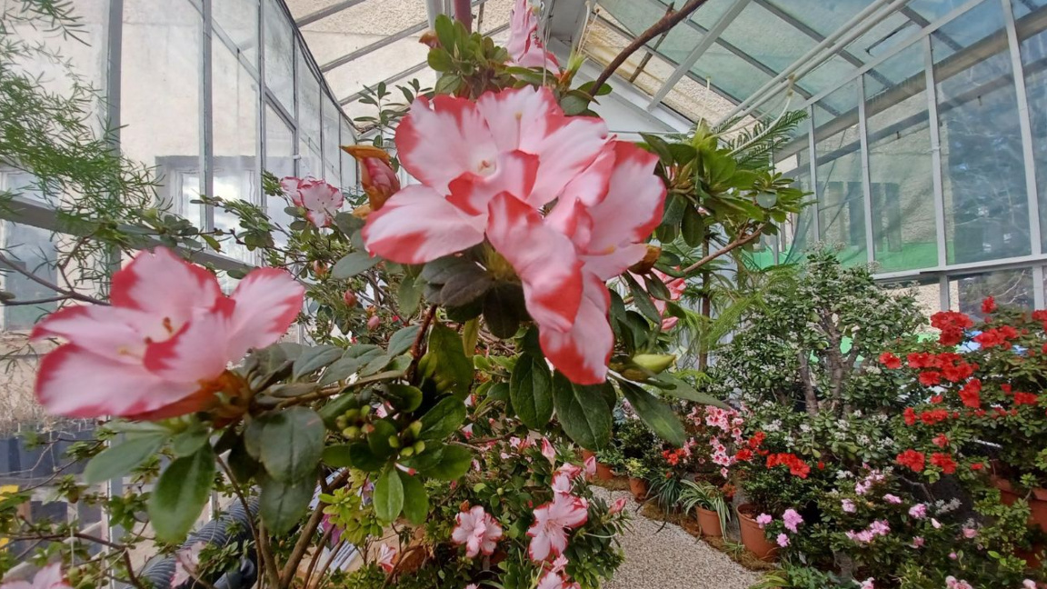 Në oazën e gjelbër të Sofjes – Kopshti B...