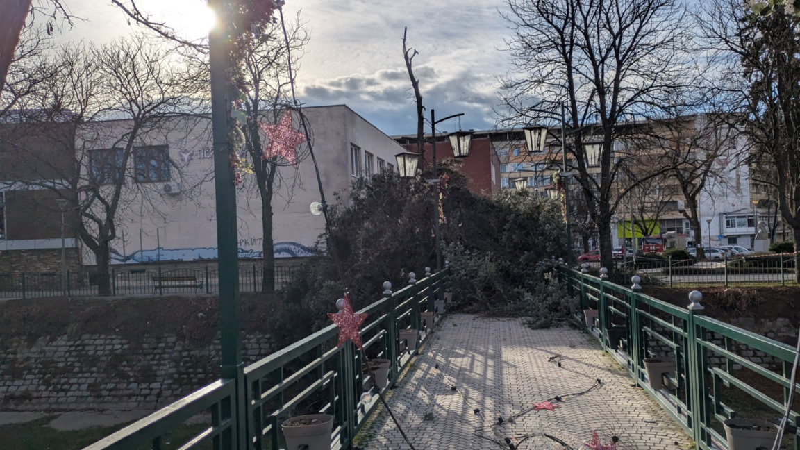 Силният вятър е съборил голямо дърво в центъра на Перник
