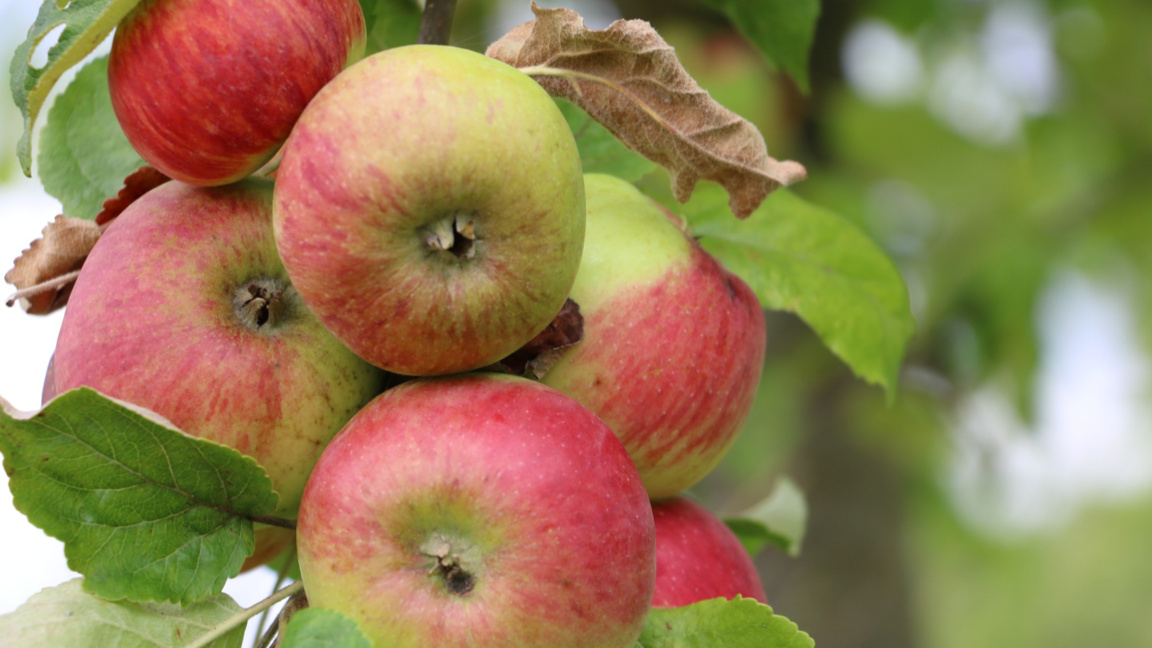 Български наследствени семена – акцент н...