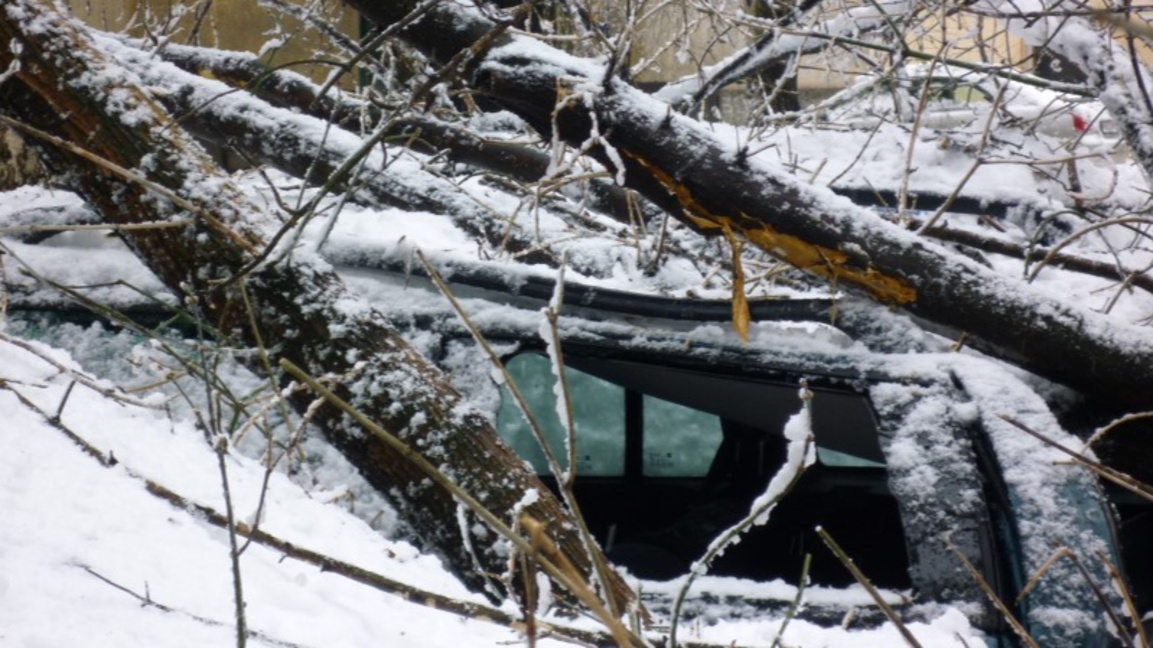 Преглед на състоянието на дърветата в па...