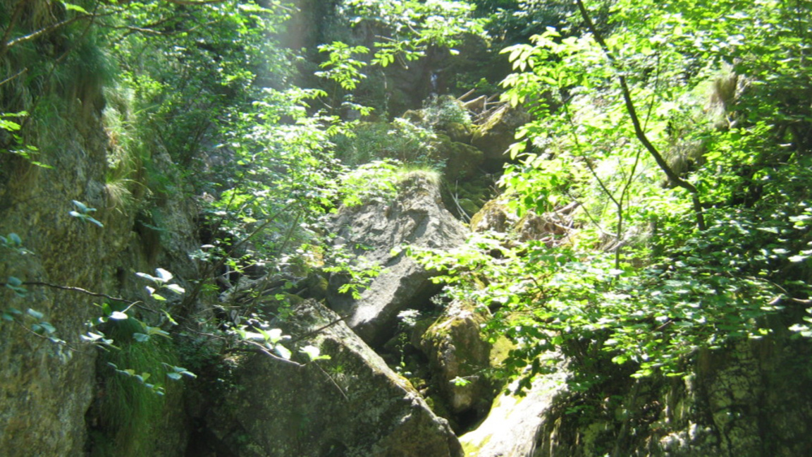 Седмица на гората