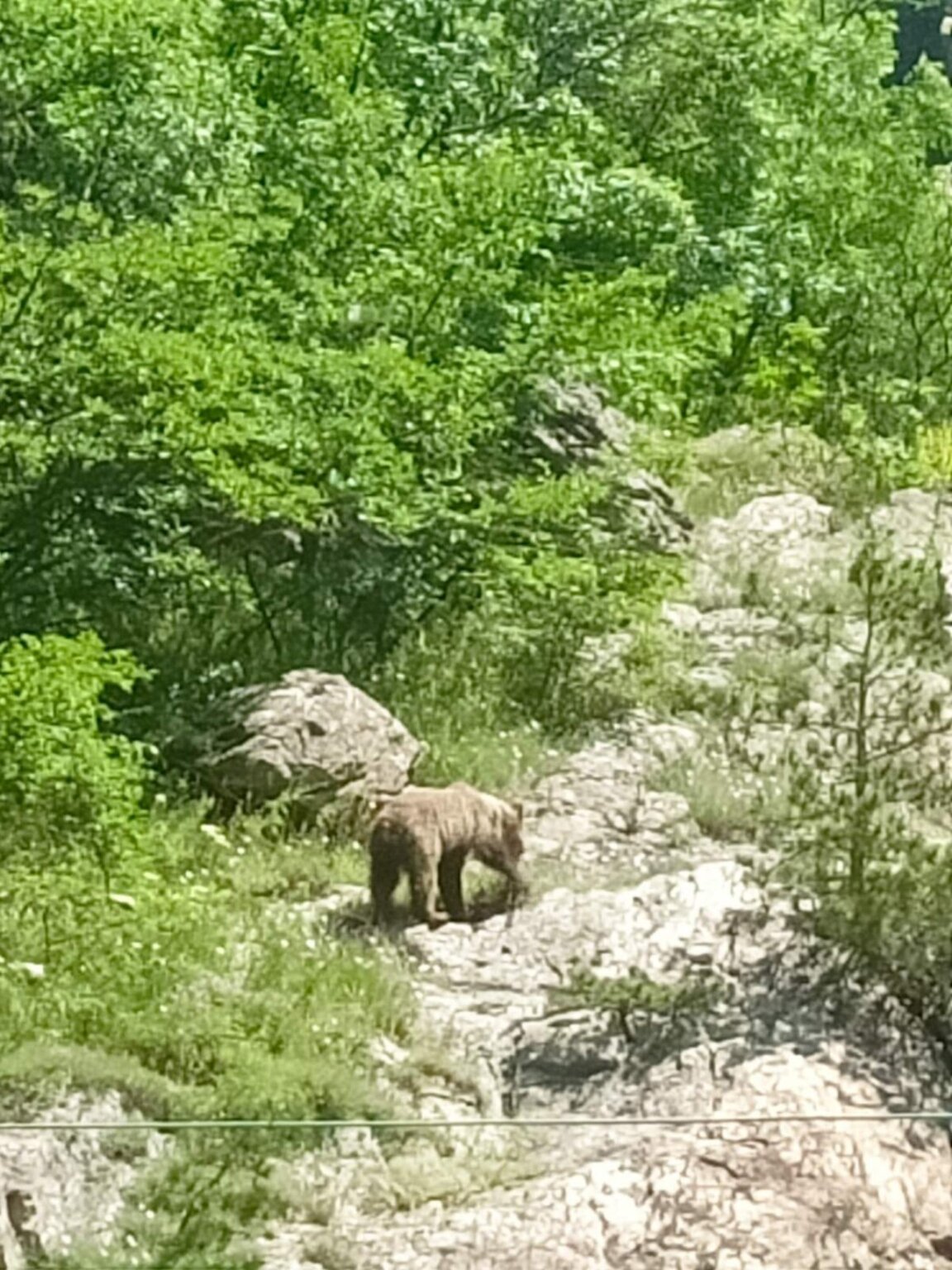 Мечка и двете ѝ малки слязоха до водопад "Сучурум" в Карлово