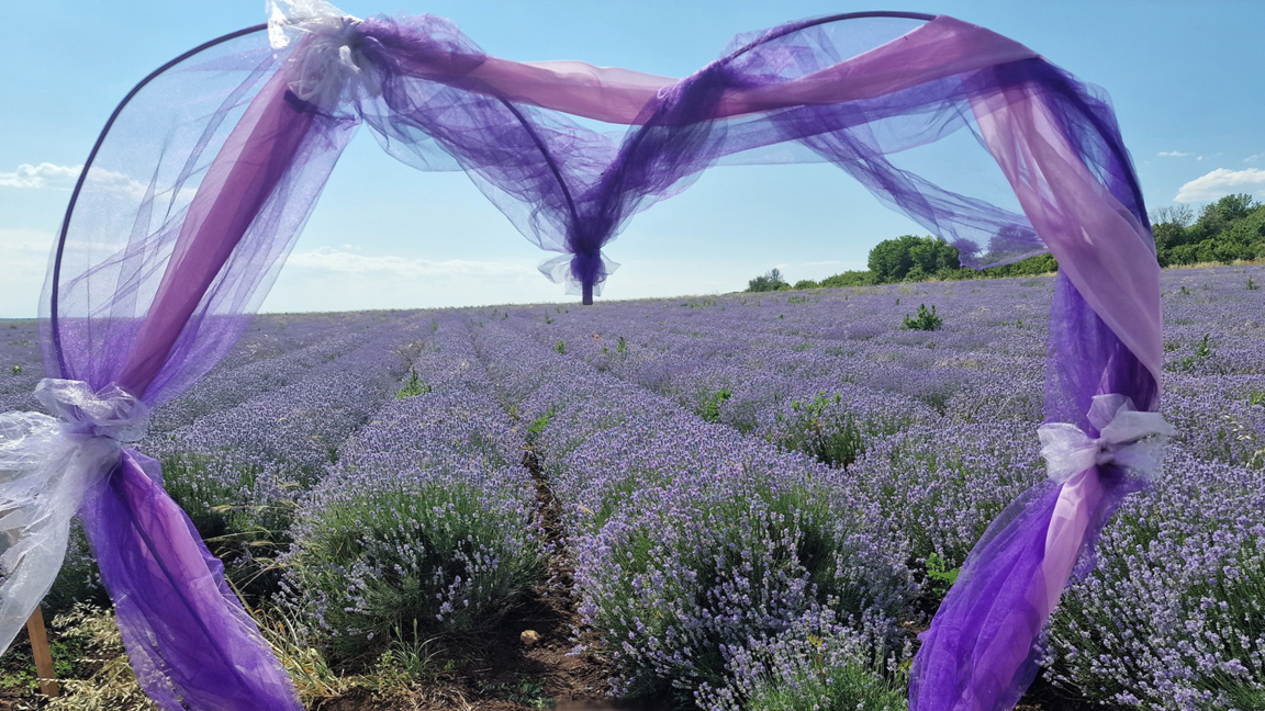 Festival de lavanda reúne a turistas y p...