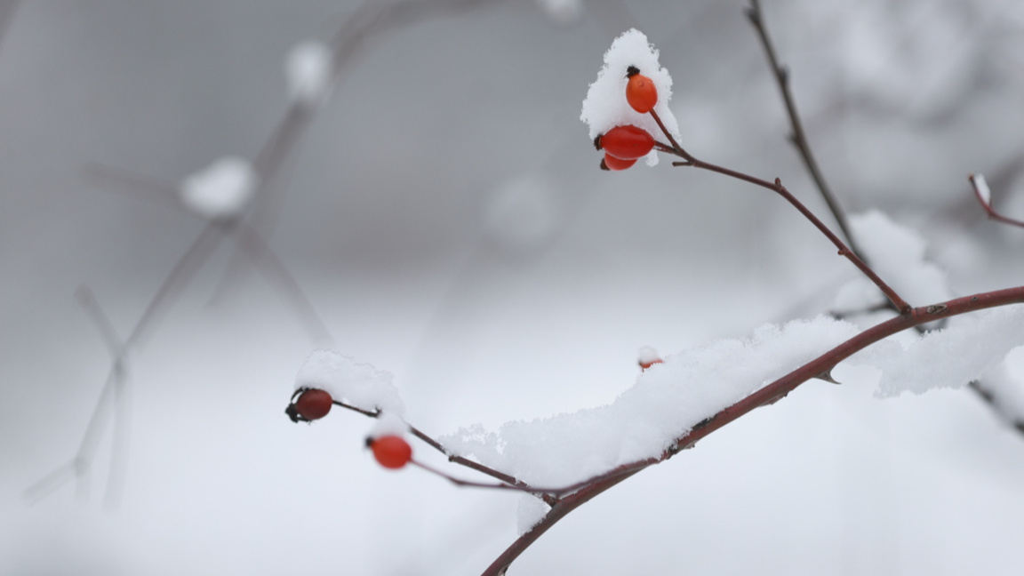 След 2012 г. снегът по Коледа е все по-голяма рядкост.