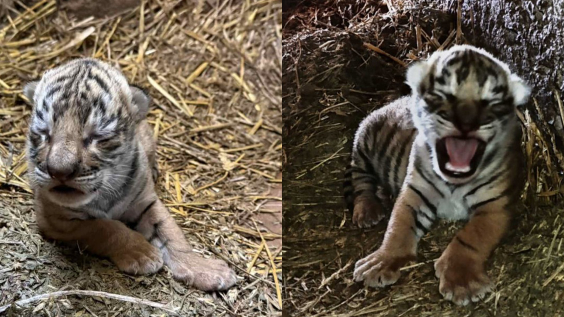 За първи път в историята на зоопарка в Стара Загора се роди бебе тигърче