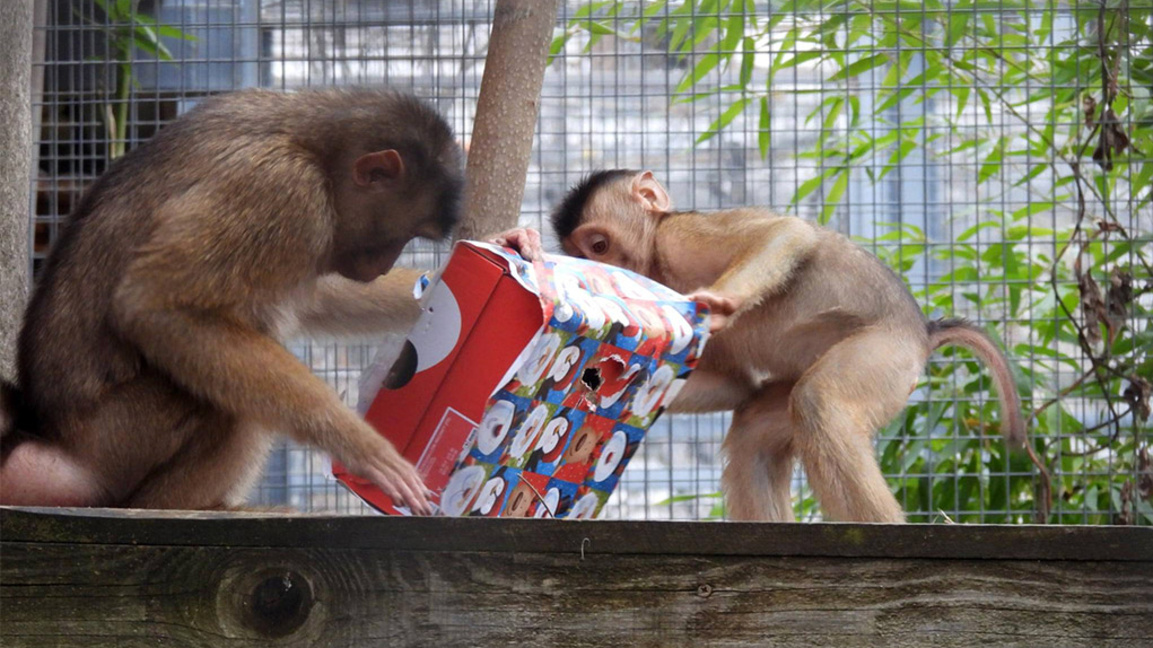 Вкусни подаръци получиха маймунките в Со...