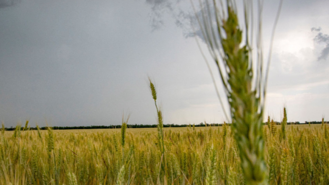 Цените на борсовите стоки се покачват