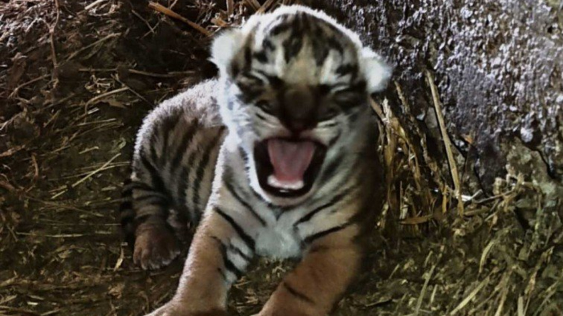 Po kërkohet emër për këlyshin e porsalindur të tigrit bengalez në Stara Zagora