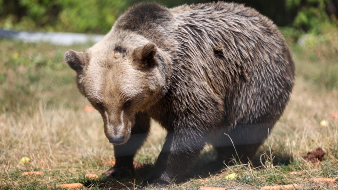 Парк медведей в Белице спасает животных ...
