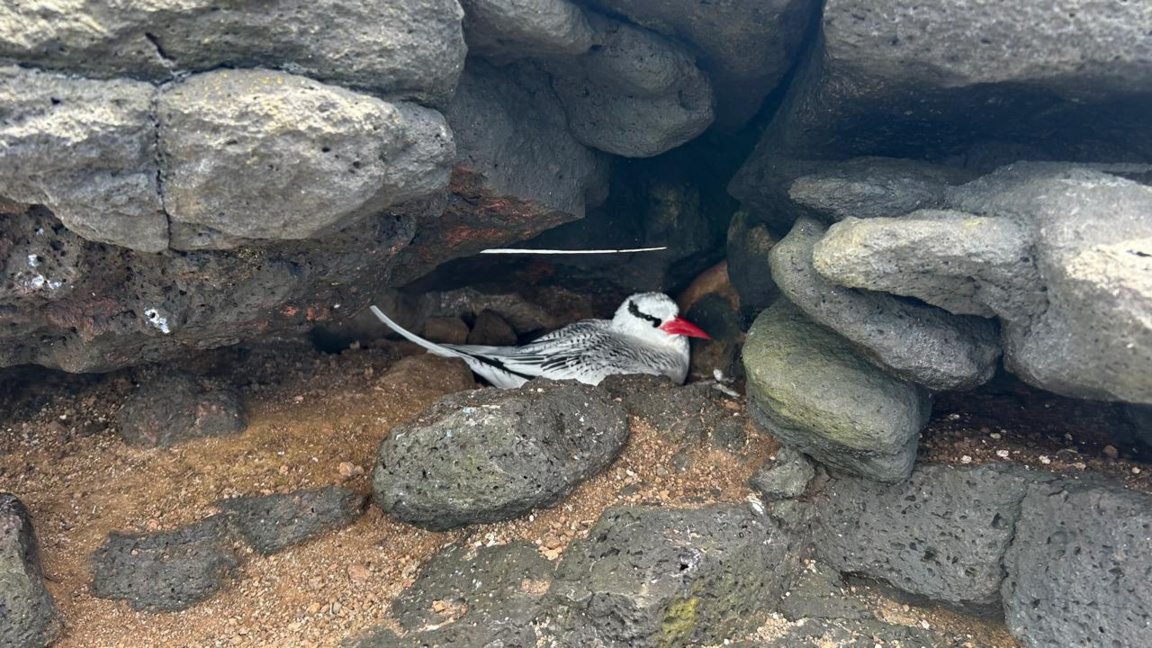 На островите Галапагос животните са по-в...